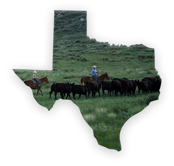 A Texas-shaped wall art piece featuring a photograph of cowboys herding black cattle across a green grassy landscape, shown against a plain white background.