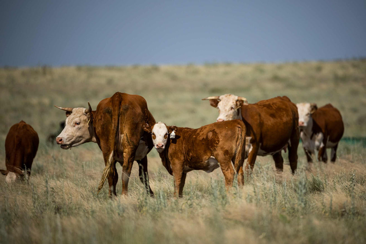 A herd of brown and white cattle standing in a dry grassy field under a clear blue sky.