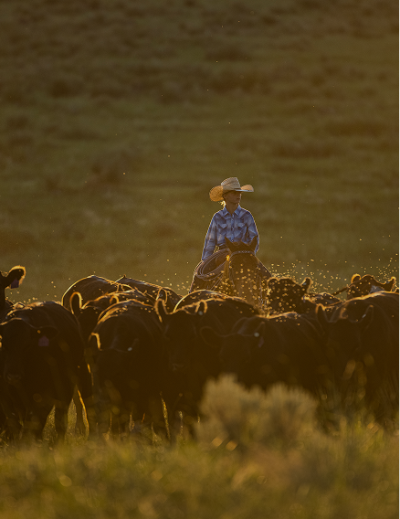 Every calf starts
on our land.