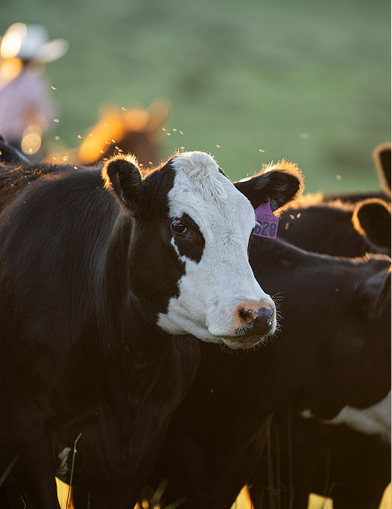 Grown on the land that we call home.
