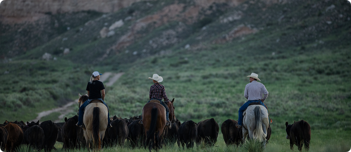 Three cowboys on horseback riding in formation with a herd of black cattle across a grassy mountain landscape.