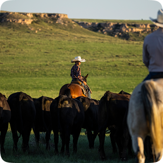 A cowboy in a white hat rides a horse while herding a herd of black cattle across a wide green ranch landscape, with another rider visible in the foreground.