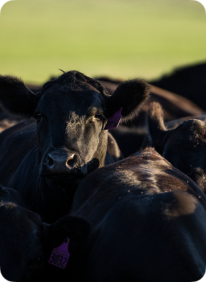 A close-up outdoor photo of black cattle in a field, with one cow facing forward and others around it. Purple ear tags are visible on some cows.