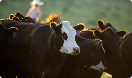 A close-up of a black and white cow in a field, with other cows and a person blurred in the background.