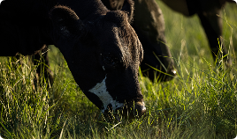 A close-up outdoor photo of a black-and-white cow grazing in tall green grass at sunset.