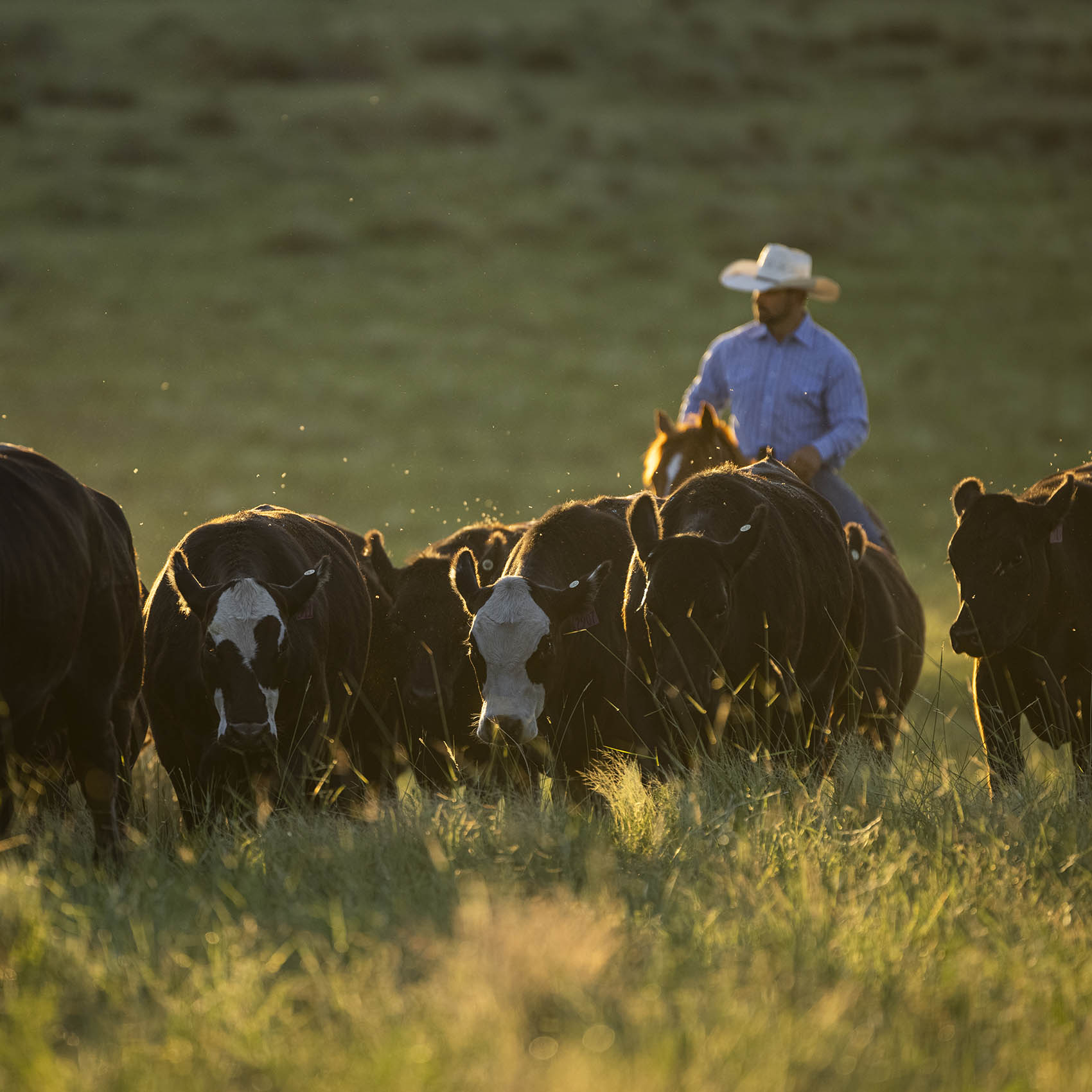 our-cattle-ribbonwire-ranch